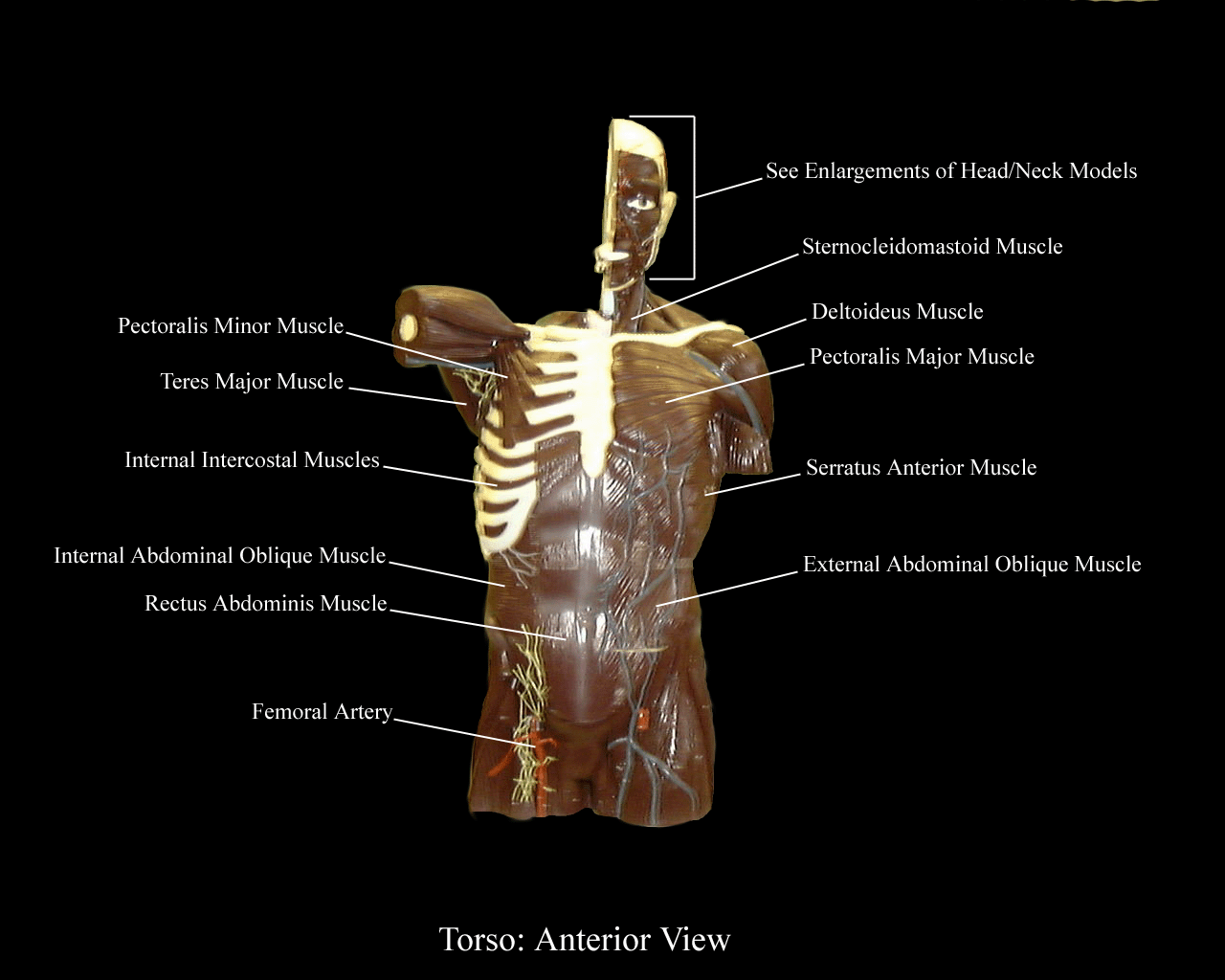 a labeled picture of the muscles on a torso model from an anterior view